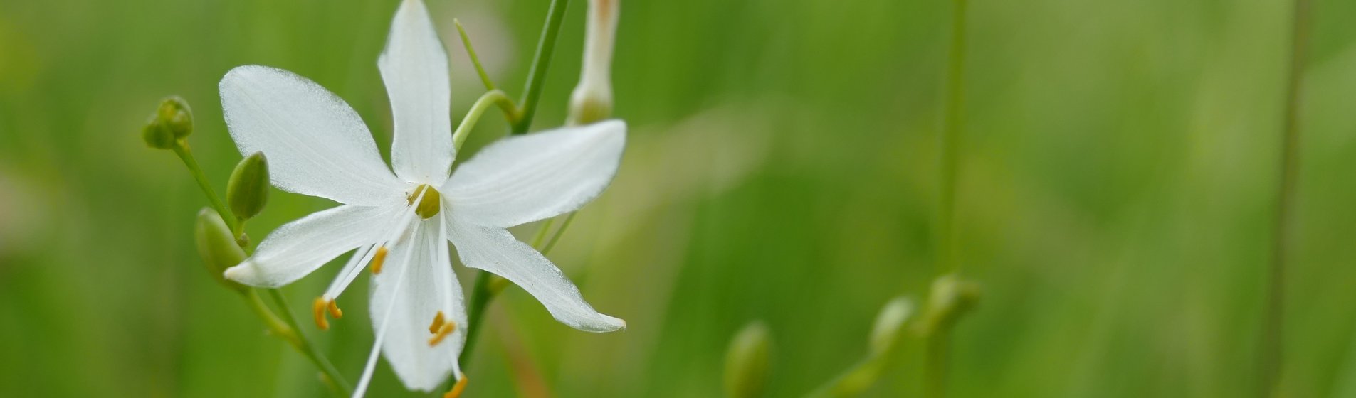 Detailaufnahme einer weißen Graslilien-Blüte.