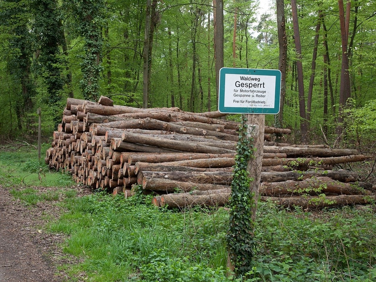 Holzpolter am Rand eines Waldweges, davor ein Schild, das auf das Verbot der Einfahrt in den Wald hinweist.
