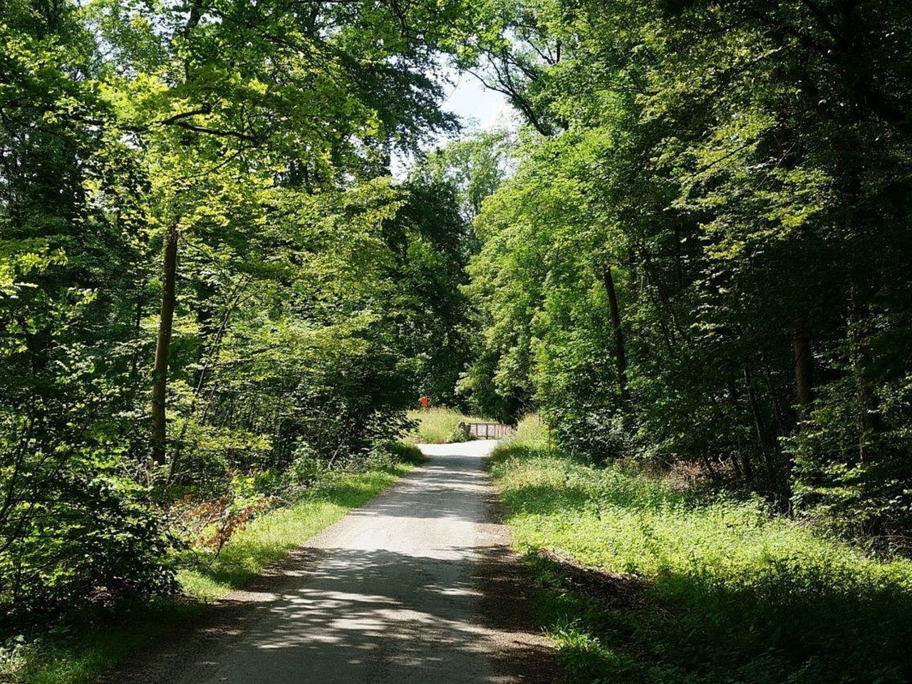 Waldweg an einem Sommertag mit dichtem Wuchs am Wegesrand.