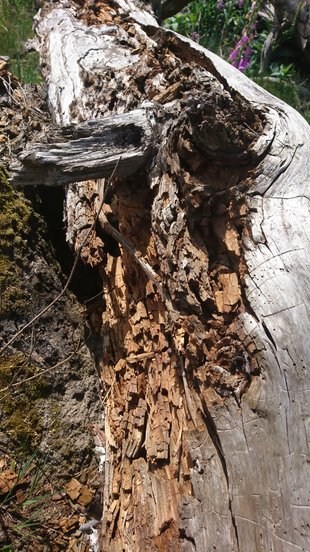 Bild eines toten Holzstamms, der schon zur Hälfte verwittert ist.