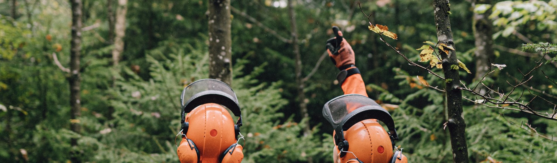Zwei Forstwirte stehen mit dem Rücken zur Kamera im Wald und deuten nach oben auf eine Baumkrone.