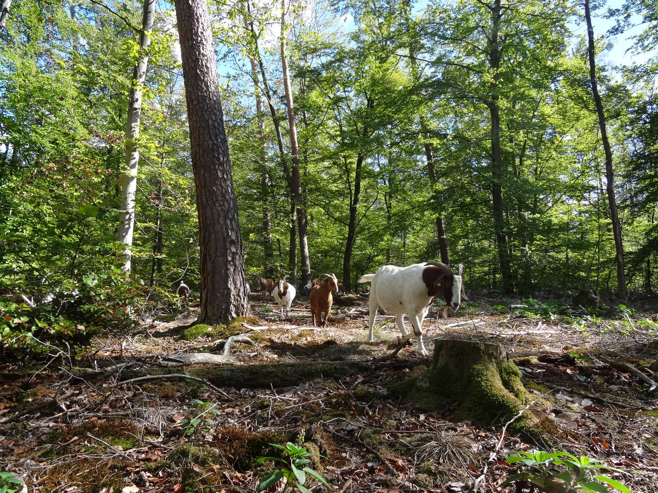 Mehrere Ziegen laufen hintereinander durch den Wald.