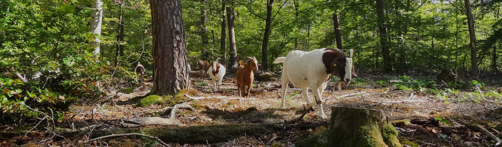 Mehrere Ziegen laufen hintereinander durch den Wald.