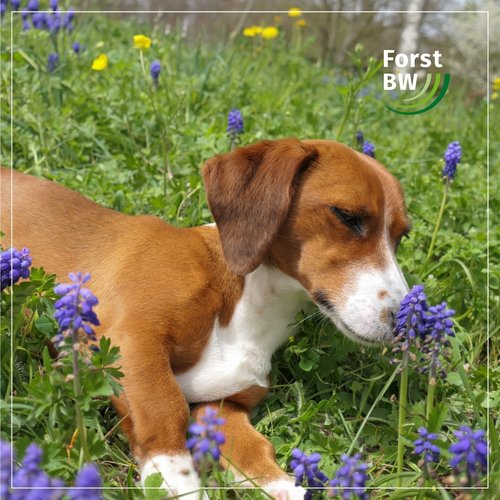 Wie niedlich ein Hund an einer Frühlingsblume riechen kann – zeigt euch am heutigen #DiensthundeDienstag “Anuka vom...
