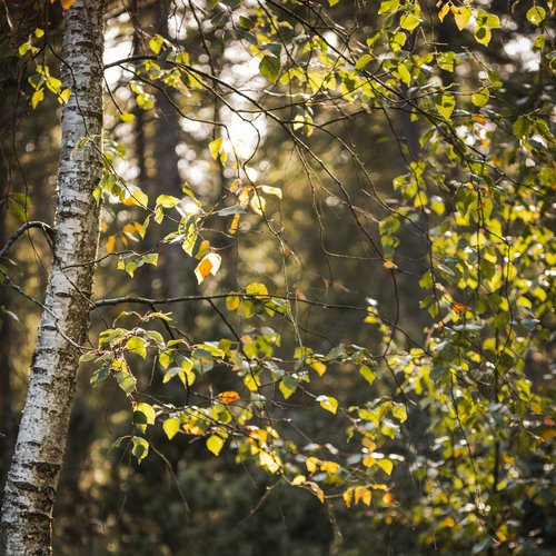 Der Spätsommer ist etwas Besonderes - die Sonne hat noch die wärmende Kraft des Sommers, doch die morgendliche Luft ist...